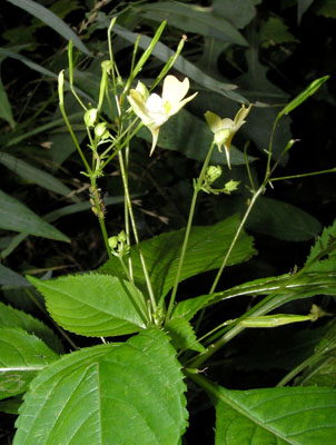 Kleinblütiges Springkraut, Impatiens parviflora